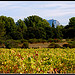 Balade d'automne par catycaty56 - Puyricard 13540 Bouches-du-Rhône Provence France