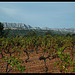 Vignoble & Montagne Sainte-Victoire by Patchok34 - Rousset 13790 Bouches-du-Rhône Provence France