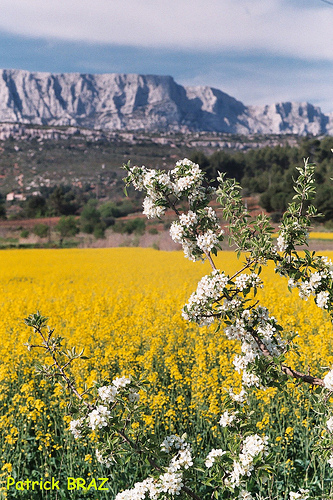 Du colza au pied de la Sainte-Victoire par Patchok34