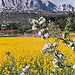 Du colza au pied de la Sainte-Victoire par Patchok34 - Rousset 13790 Bouches-du-Rhône Provence France