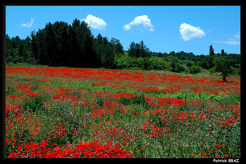 Champs de coquelicots... rouge ! par Patchok34