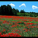 Champs de coquelicots... rouge ! by Patchok34 - Biver 13120 Bouches-du-Rhône Provence France