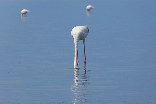 Autruche ou flamant rose ? Carmargue par Happy! - Andrea