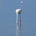 Autruche ou flamant rose ? Carmargue by Happy! - Andrea - Saintes Maries de la Mer 13460 Bouches-du-Rhône Provence France