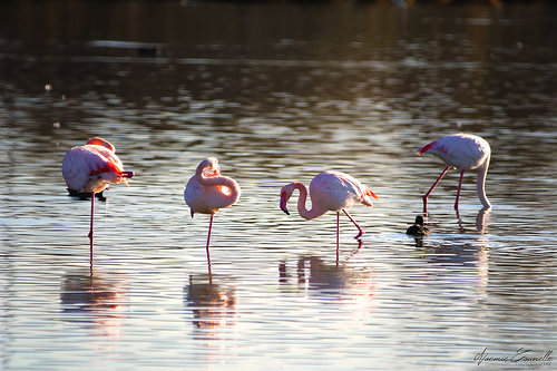 Le silence des flamants roses par orcas.world