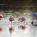 Le silence des flamants roses par orcas.world - Saintes Maries de la Mer 13460 Bouches-du-Rhône Provence France