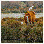 Cohabitation en camargue : cheval et héron blanc by V A - Saintes Maries de la Mer 13460 Bouches-du-Rhône Provence France