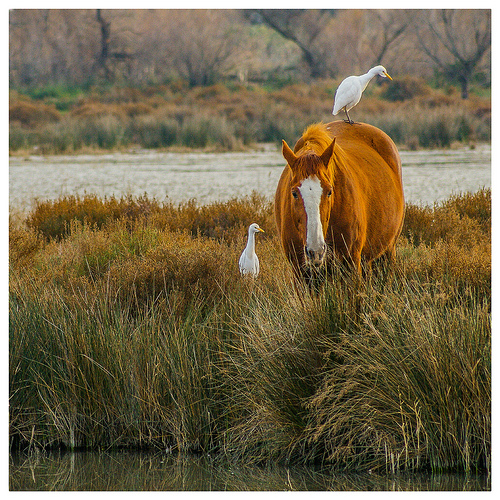 Cohabitation en camargue : cheval et héron blanc par V A