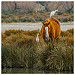 Cohabitation en camargue : cheval et héron blanc by V A - Saintes Maries de la Mer 13460 Bouches-du-Rhône Provence France