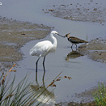 Rencontre d'une aigrette garzette avec un vanneau huppé  by Patrimoines du Sud de la France - Saintes Maries de la Mer 13460 Bouches-du-Rhône Provence France