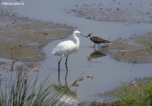 Rencontre d'une aigrette garzette avec un vanneau huppé  by Patrimoines du Sud de la France