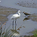 Rencontre d'une aigrette garzette avec un vanneau huppé  by Patrimoines du Sud de la France - Saintes Maries de la Mer 13460 Bouches-du-Rhône Provence France