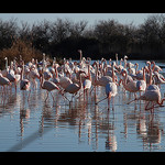 Camargue : flamants roses by Alain Cachat - Saintes Maries de la Mer 13460 Bouches-du-Rhône Provence France