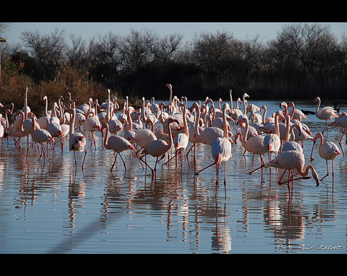 Camargue : flamants roses par Alain Cachat