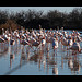 Camargue : flamants roses par Alain Cachat - Saintes Maries de la Mer 13460 Bouches-du-Rhône Provence France