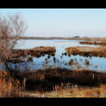 Camargue : parc du Pont de Gau par Alain Cachat - Saintes Maries de la Mer 13460 Bouches-du-Rhône Provence France