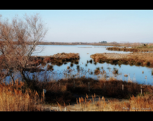 Camargue : parc du Pont de Gau par Alain Cachat