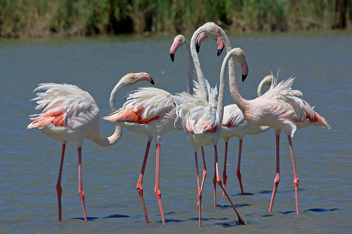 Flamingos in the Camargue by Aschaf