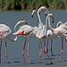 Flamingos in the Camargue by Aschaf - Saintes Maries de la Mer 13460 Bouches-du-Rhône Provence France