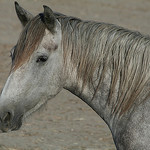 Cheval gris de Camargue by nonsolofoto.g - Saintes Maries de la Mer 13460 Bouches-du-Rhône Provence France