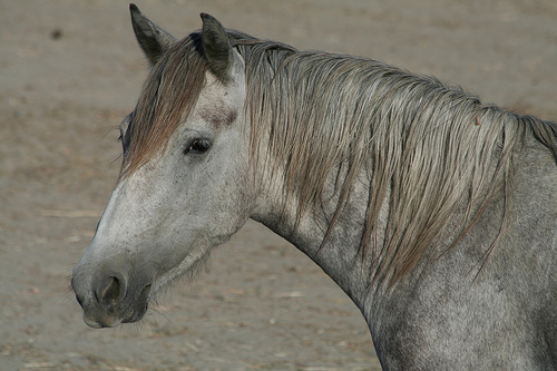 Cheval gris de Camargue par nonsolofoto.g