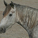 Cheval gris de Camargue par nonsolofoto.g - Saintes Maries de la Mer 13460 Bouches-du-Rhône Provence France