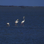 Flamant rose version "Les Daltons" by Spirit of color - Saintes Maries de la Mer 13460 Bouches-du-Rhône Provence France