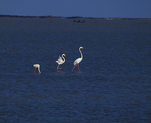 Flamant rose version "Les Daltons" par Spirit of color