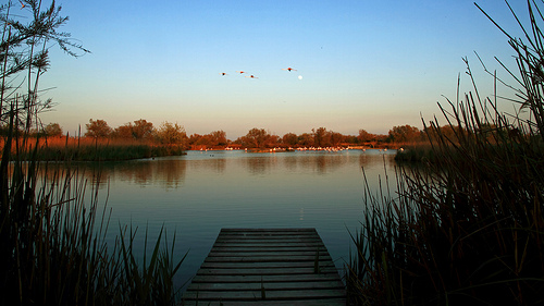 Flamingo pontoon par Boccalupo