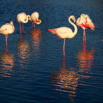 The Pink family par Boccalupo - Saintes Maries de la Mer 13460 Bouches-du-Rhône Provence France