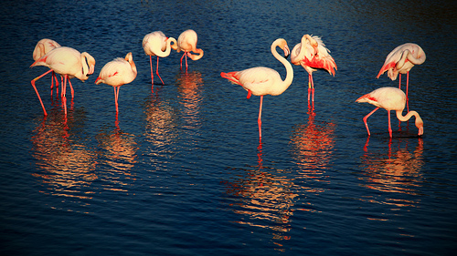 The Pink family by Boccalupo