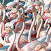 Manifestation de flamants rose by Boccalupo - Saintes Maries de la Mer 13460 Bouches-du-Rhône Provence France