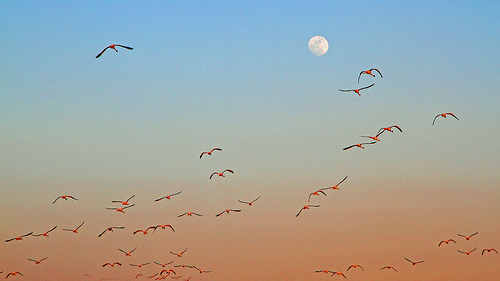 Envol - Parc ornithologique de Pont de Gau by Boccalupo