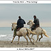 Course libre sur la plage / Free horsing par Michel Seguret - Saintes Maries de la Mer 13460 Bouches-du-Rhône Provence France