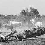 Chevaux- Saintes Maries de la mer - Capitale de la Camargue par Massimo Battesini - Saintes Maries de la Mer 13460 Bouches-du-Rhône Provence France