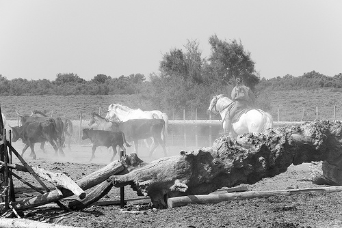 Chevaux- Saintes Maries de la mer - Capitale de la Camargue par Massimo Battesini