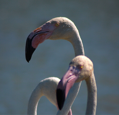 Tête de flamand rose by imboscata