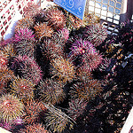 Les fameux oursins de Sausset-les-Pins by Bernard Bost - Sausset les Pins 13960 Bouches-du-Rhône Provence France