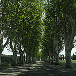 Allée de platanes sur la D7N Saint-Cannat (France) by Meteorry - St. Cannat 13760 Bouches-du-Rhône Provence France