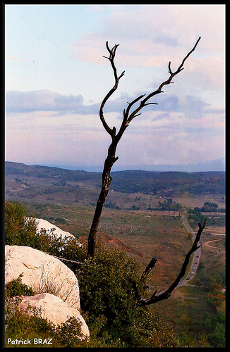 Reste d'un pin brûlé sur la Sainte-Victoire par Patchok34