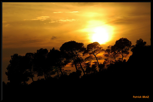 Le soleil se cache derrière les pins par Patchok34