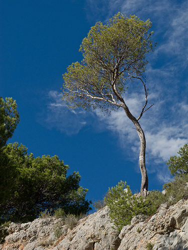 Randonnée dans les sentiers de la Sainte-Victoire par jenrif