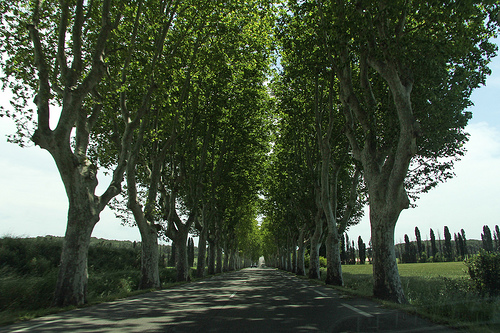 Allée de platanes sur la D7N Saint-Cannat (France) par Meteorry