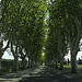 Allée de platanes sur la D7N Saint-Cannat (France) by Meteorry - St. Cannat 13760 Bouches-du-Rhône Provence France