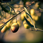 Olive trees in the South of France by ethervizion - St. Etienne du Gres 13103 Bouches-du-Rhône Provence France