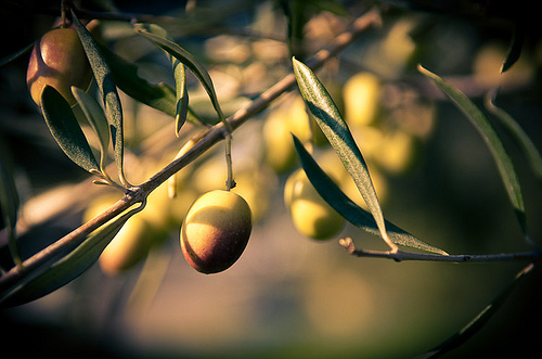 Olive trees in the South of France by ethervizion