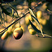 Olive trees in the South of France by ethervizion - St. Etienne du Gres 13103 Bouches-du-Rhône Provence France