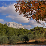 Le sommet de la Sainte-Victoire au dessus des oliviers par Charlottess - St. Marc Jaumegarde 13100 Bouches-du-Rhône Provence France