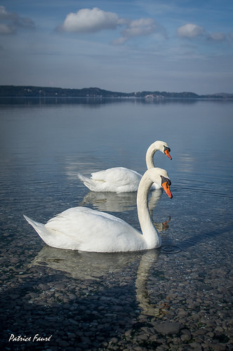 Cygnes au bord de L'Etang de Berre par Patrice Fauré