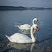 Cygnes au bord de L'Etang de Berre by Patrice Fauré - St. Mitre les Remparts 13920 Bouches-du-Rhône Provence France